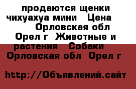 продаются щенки чихуахуа мини › Цена ­ 9 000 - Орловская обл., Орел г. Животные и растения » Собаки   . Орловская обл.,Орел г.